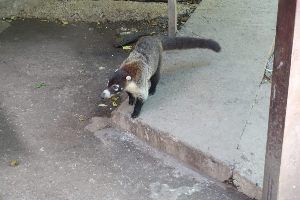 The Coati: mysterious jungle animal or the dick who’s ...